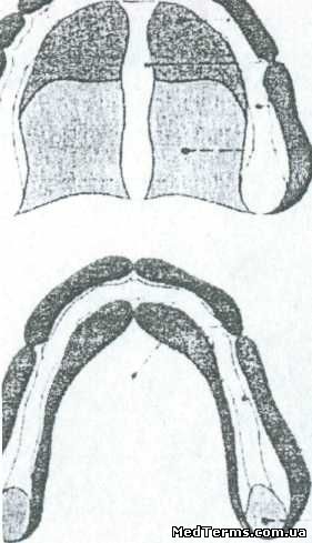 Ділянки слизової оболонки беззубої верхньої та нижньої шелеп