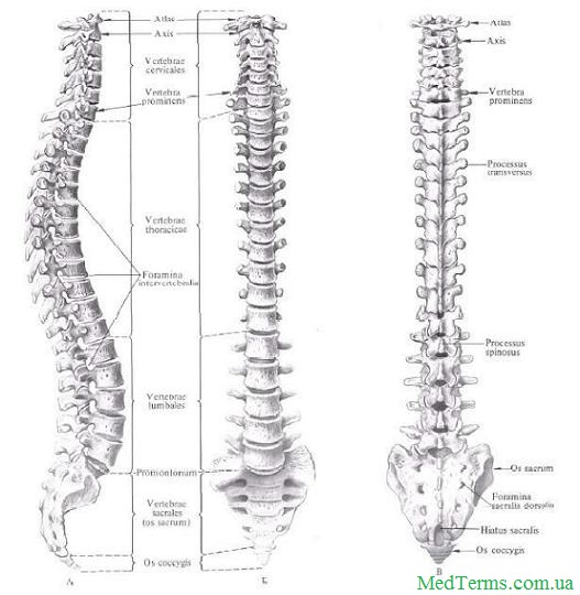 Хребет, columna vertebralis