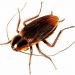 Алергія на пилових кліщів, тарганів та інших комах