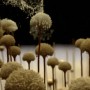 Як можна виявити присутність цвілевих грибів?