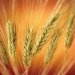 Дієта при алергії на пшеницю