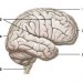Частки півкуль великого мозку