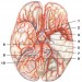 Артерії мозку