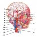 Артерії шиї, голови і обличчя