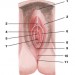 Зовнішні статеві органи (жіночі)