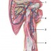 Плечова артерія