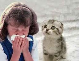 Алергія на кішок: що робити?