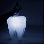 Етапи розвитку постійних зубів. Терміни прорізування та формування коренів постійних зубів.
