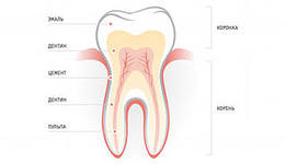 Етапи розвитку тимчасових зубів. Терміни прорізування та формування коренів тимчасових зубів. Ознаки фізіологічного прорізування.