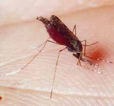 Малярія, симптоми і лікування малярії