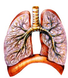 Плеврит легенів