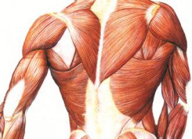 Розвиток скелетних м'язів