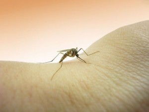 Алергія на укуси комах: що робити, чим лікувати?