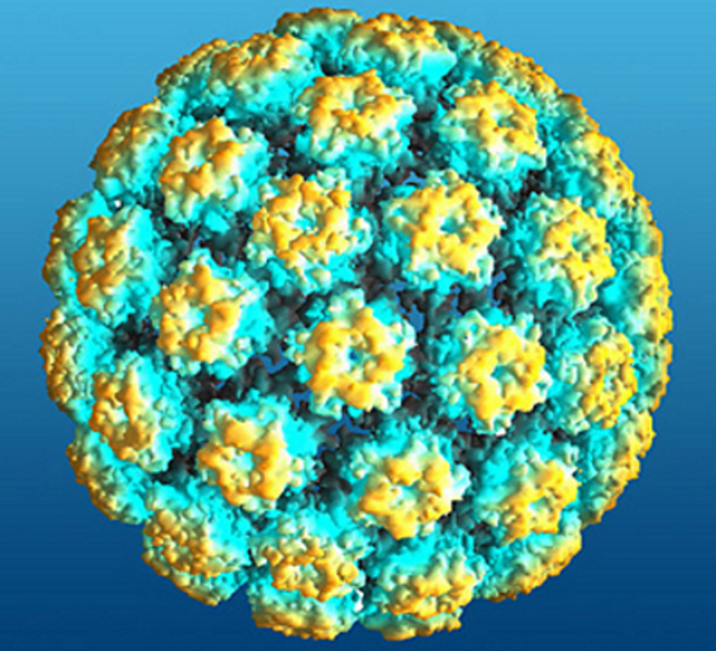 Вірус папіломи людини: лікування та профілактика