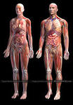 Анатомія і фізіологія людини