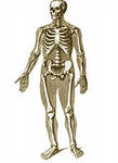 Скелет людини. Будова кісток