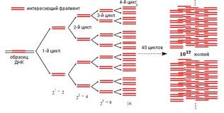 Розщеплення ДНК метилированої