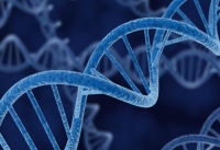 Вчені виявили ген, що відповідає за інтелект